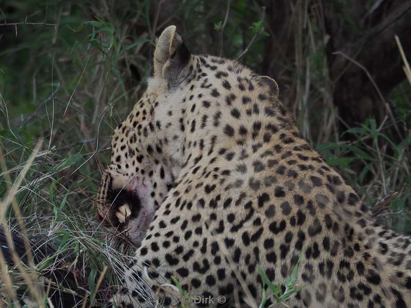 leopard kruger national park south africa