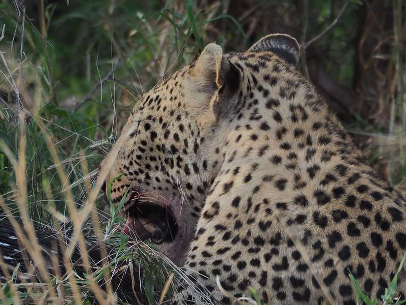 leopard kruger national park south africa