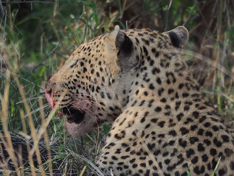 luipaard kruger national park zuid-afrika