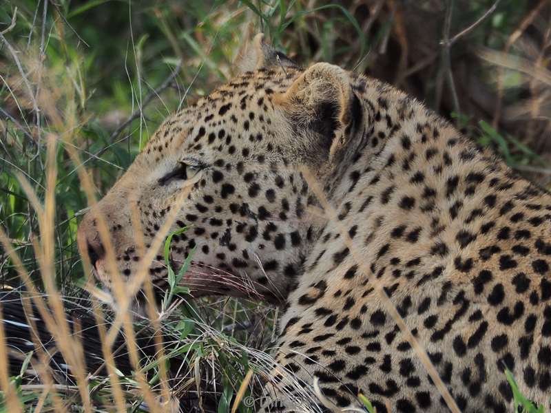 leopard kruger national park south africa