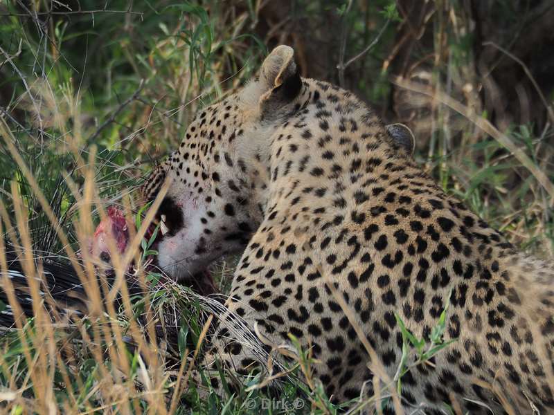 leopard kruger national park south africa