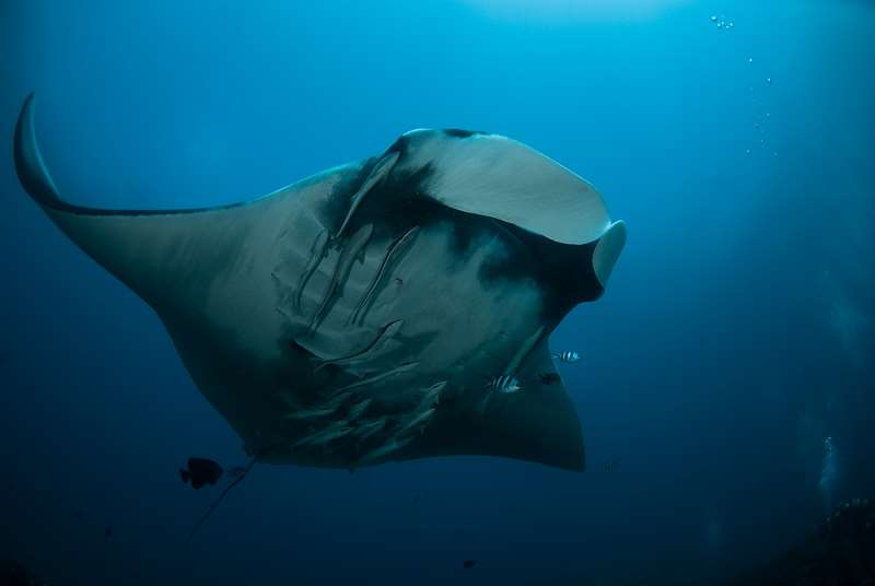 manta