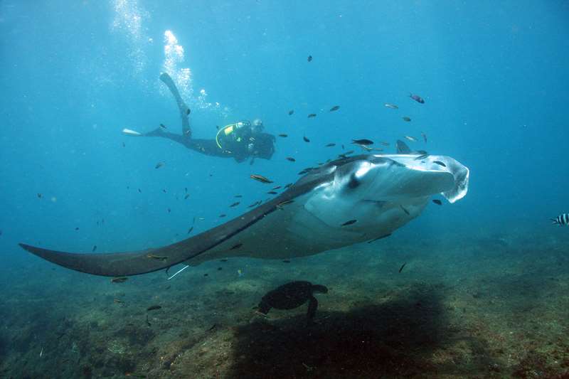 manta