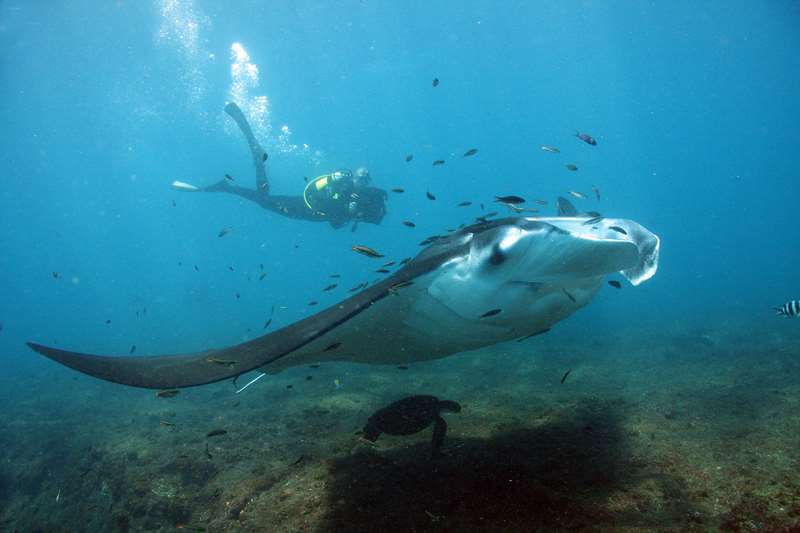 manta