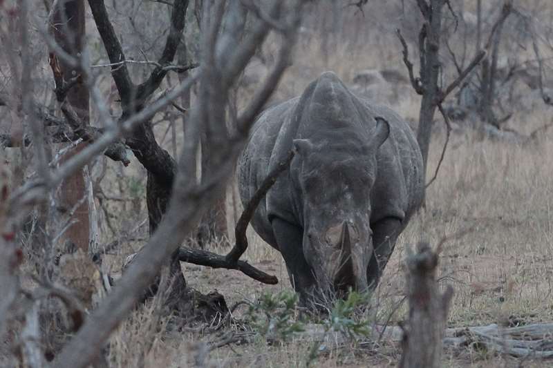 neushoorns kruger national park zuid-afrika