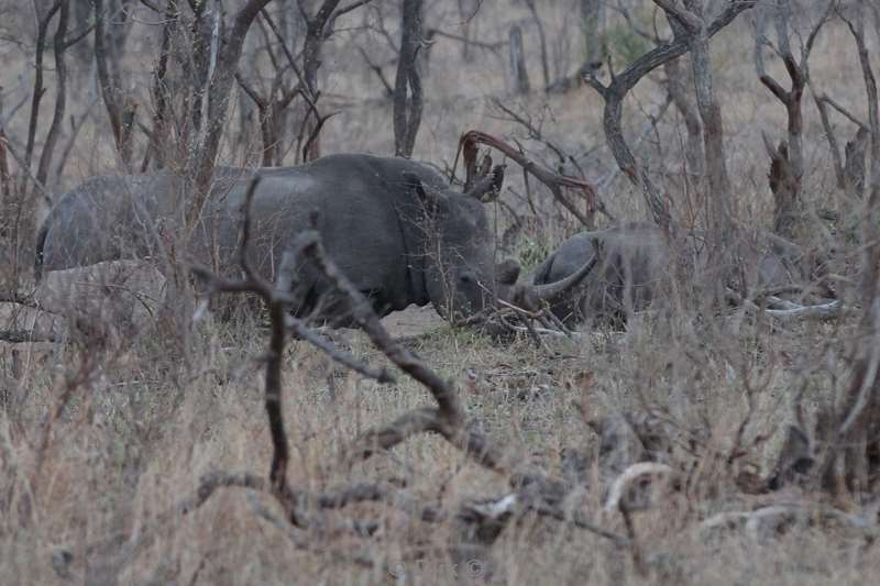 Rhinos kruger national park south africa