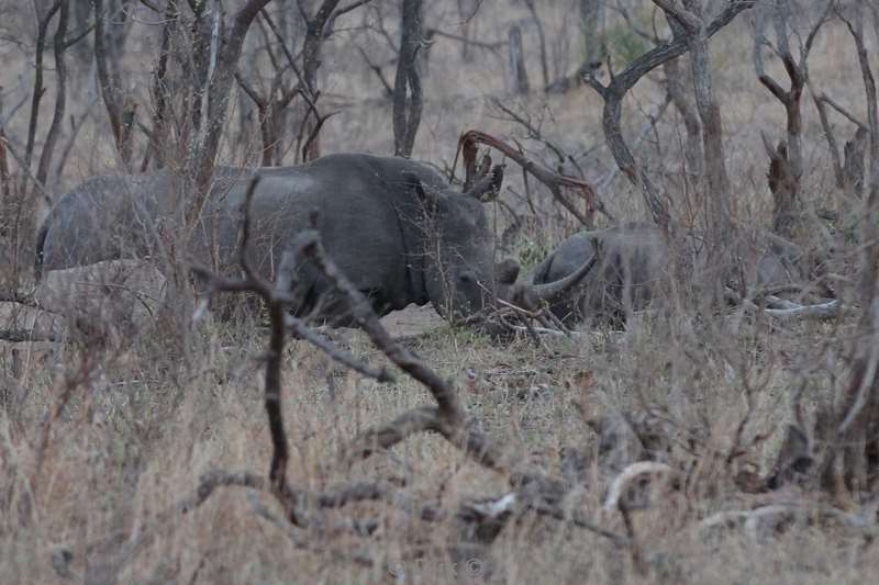 neushoorns kruger national park zuid-afrika