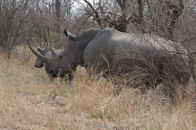 neushoorns kruger national park zuid-afrika