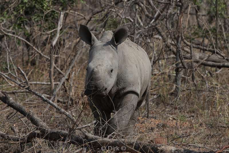 Rhinos kruger national park south africa