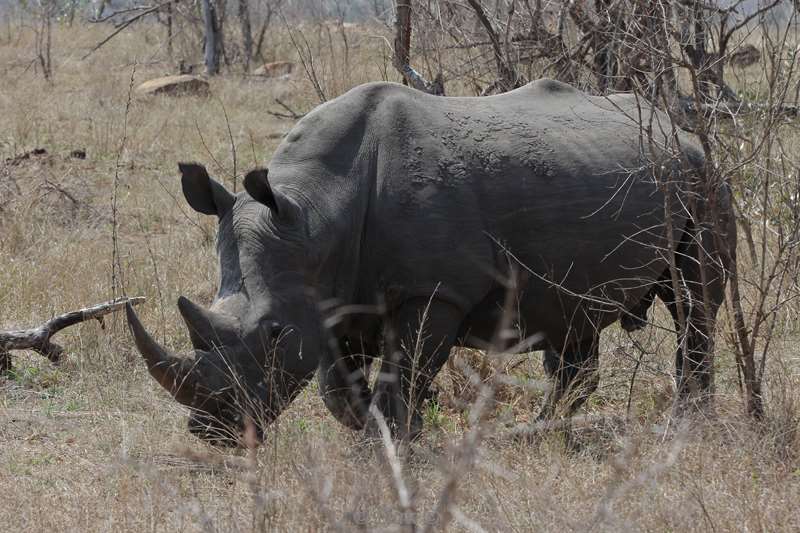 neushoorns kruger national park zuid-afrika