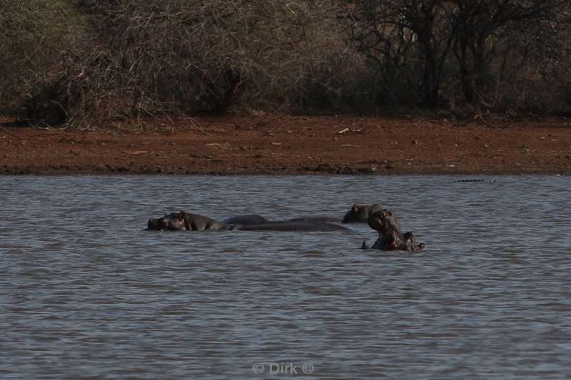 nijlpaarden kruger national park zuid-afrika