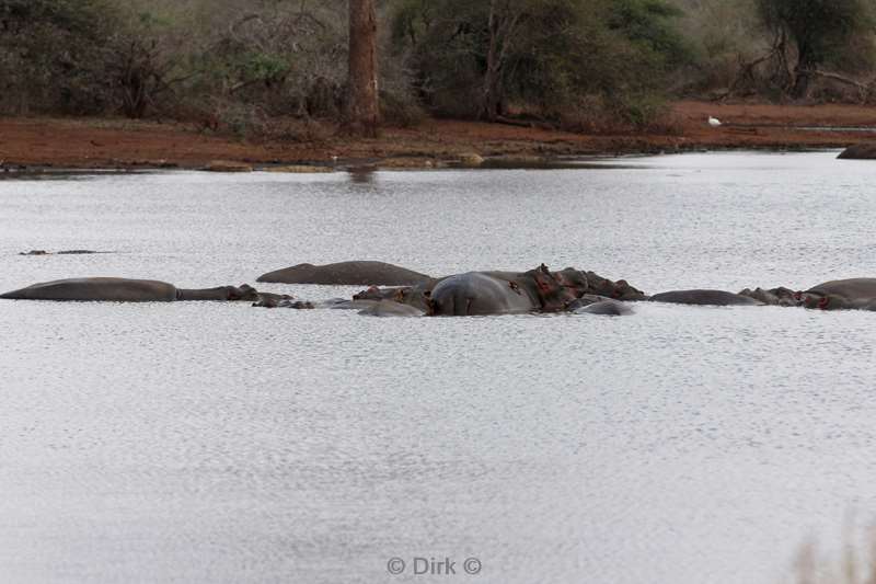 nijlpaarden kruger national park zuid-afrika