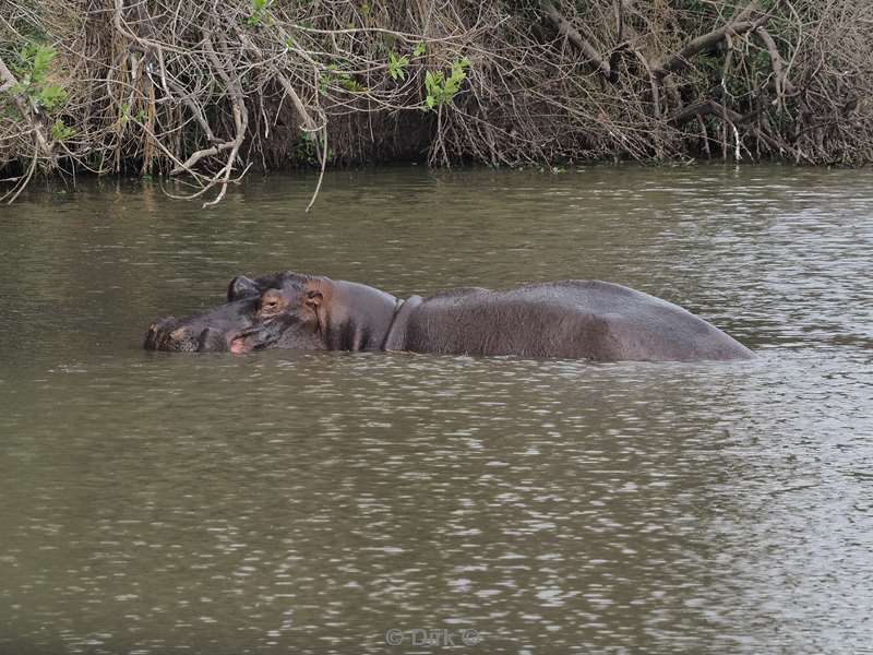 nijlpaarden kruger national park zuid-afrika