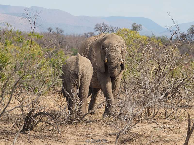elephants kruger national park south africa