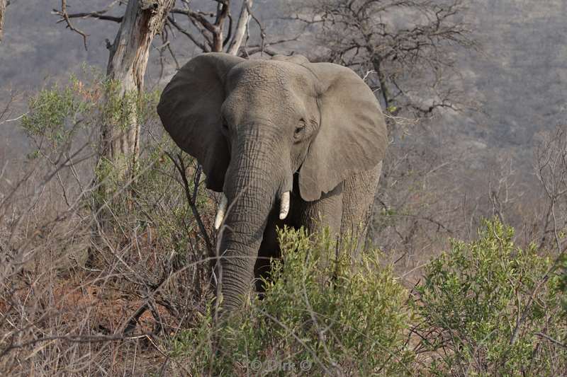 olifanten kruger national park zuid-afrika