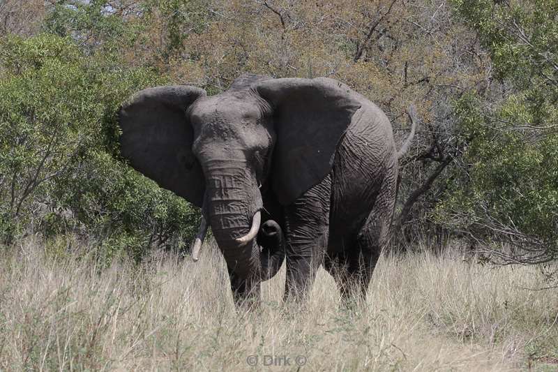 olifanten kruger national park zuid-afrika