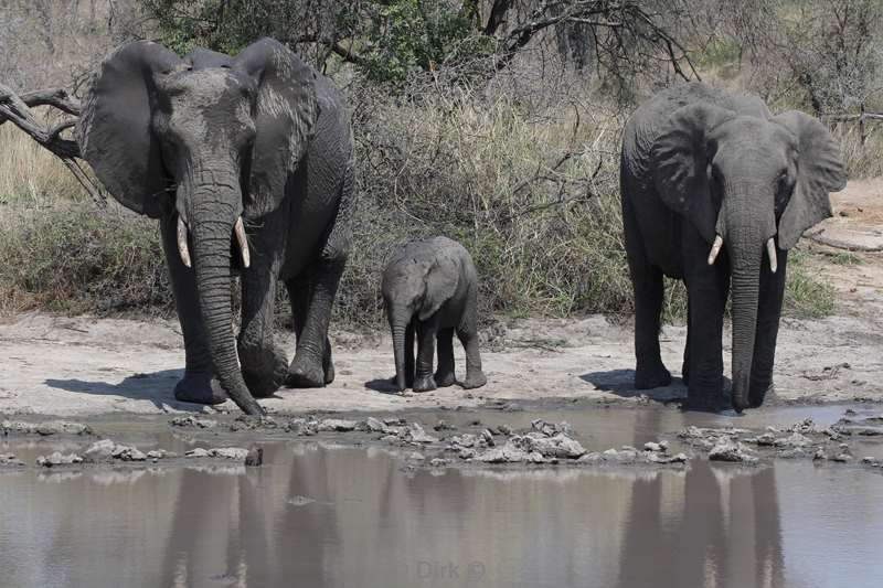 elephants kruger national park south africa