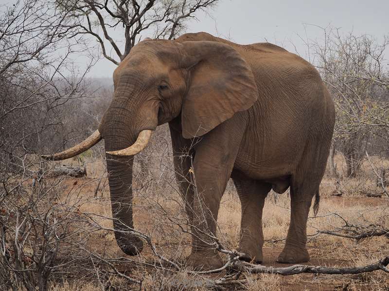 olifanten kruger national park zuid-afrika