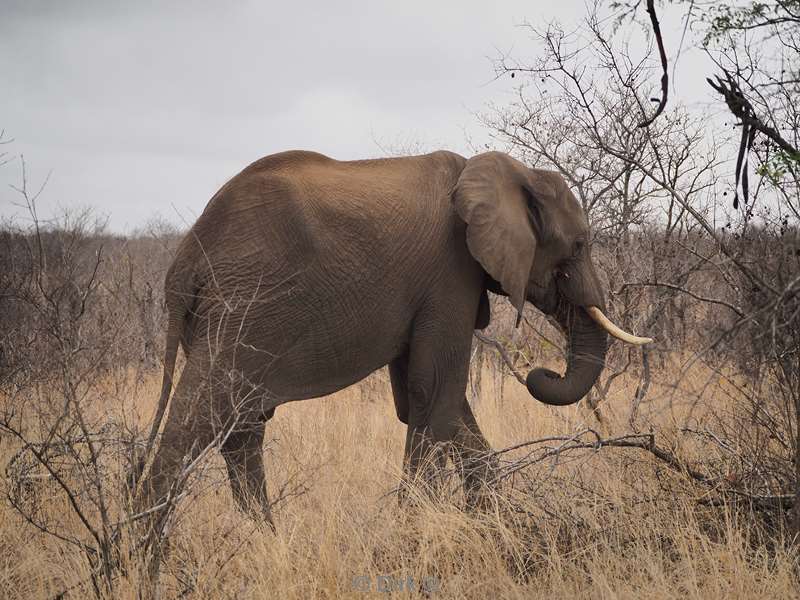 olifanten kruger national park zuid-afrika