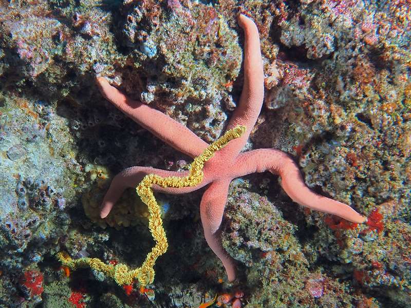 sea star