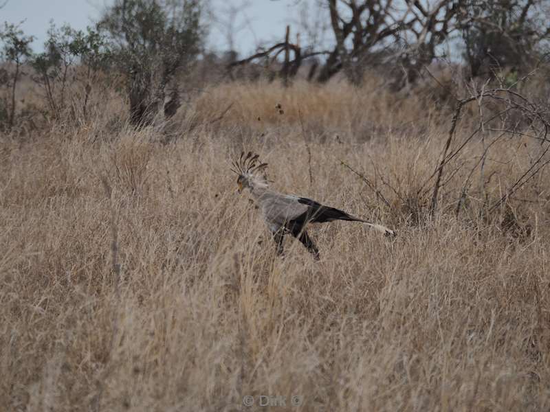 secretary bird kruger national park south africa