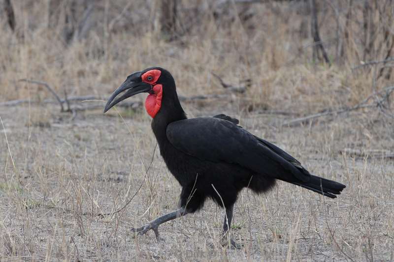 southern grounded hornbill kruger national park zuid-afrika