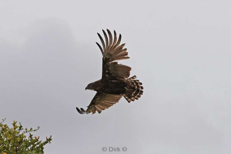 steppenbuizerd kruger national park zuid-afrika