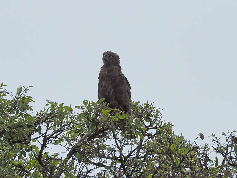 steppenbuizerd kruger national park zuid-afrika