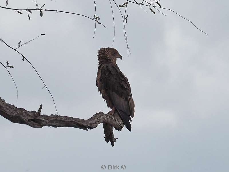 steppe buzzard kruger national park south africa