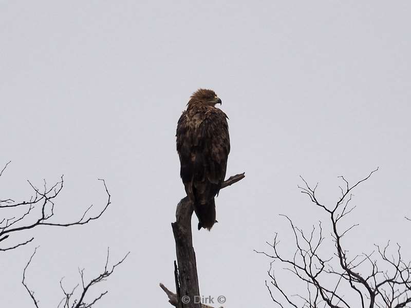 steppe buzzard kruger national park south africa