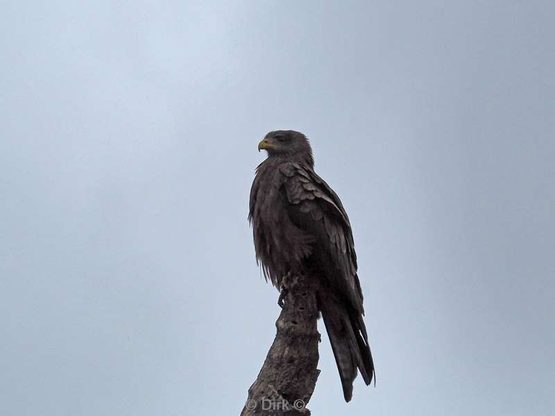 steppe buzzard kruger national park south africa