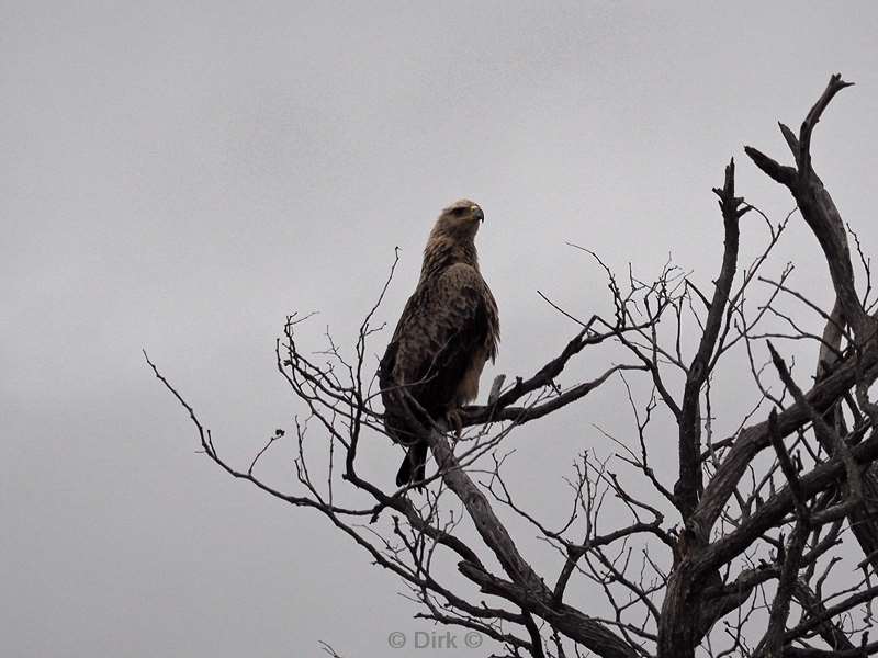 steppenbuizerd kruger national park zuid-afrika