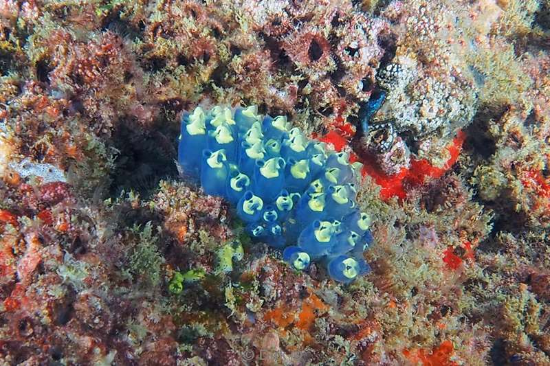 tunicate