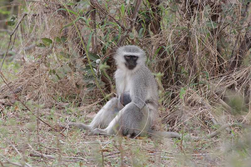 vervetaap kruger national park zuid-afrika