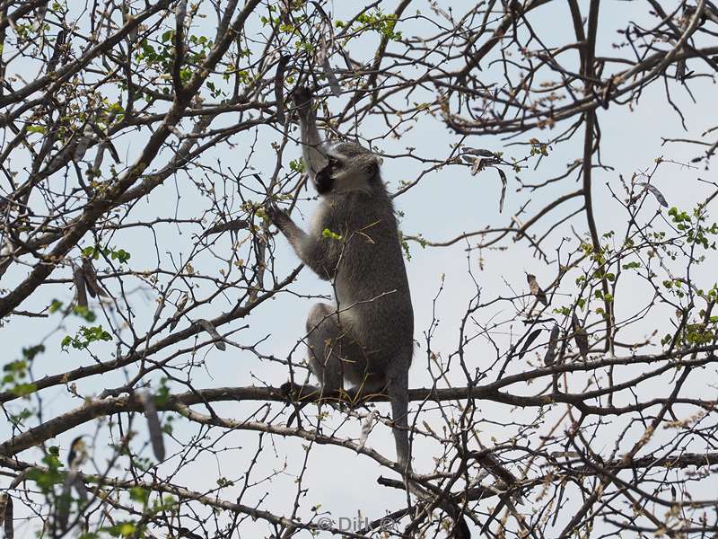 vervetaap kruger national park zuid-afrika