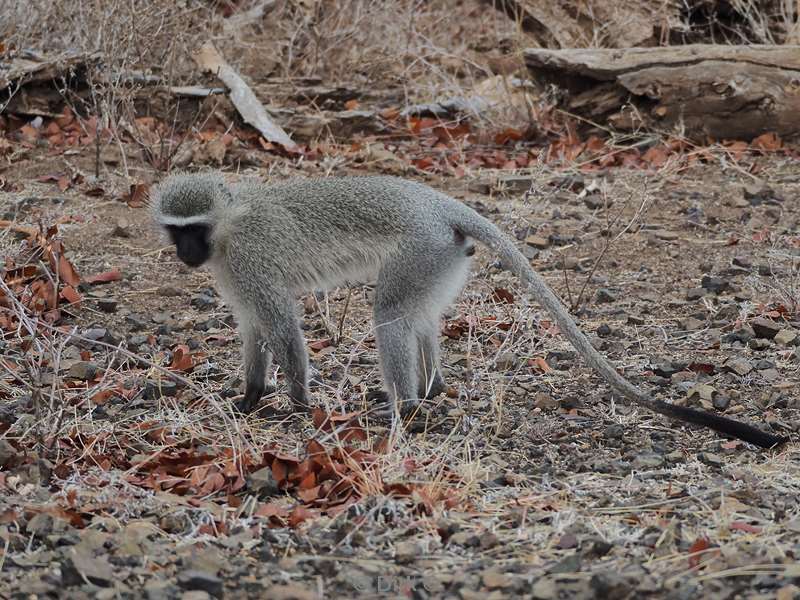 vervetaap kruger national park zuid-afrika