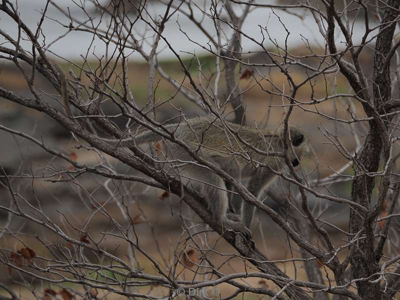 vervet monkey kruger national park south africa