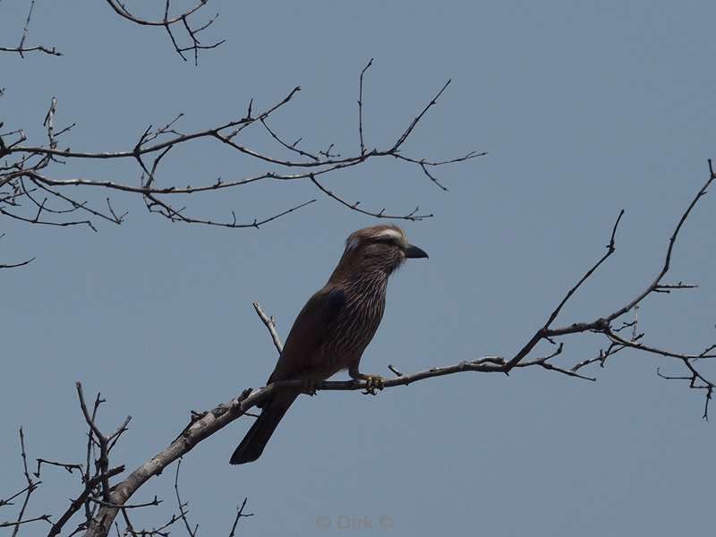 vogel kruger national park zuid-afrika