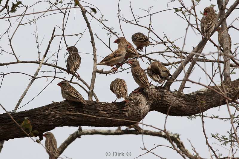 vogels kruger national park zuid-afrika