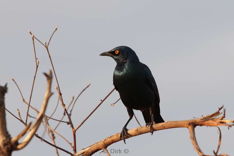 fork tail drongo kruger national park south africa