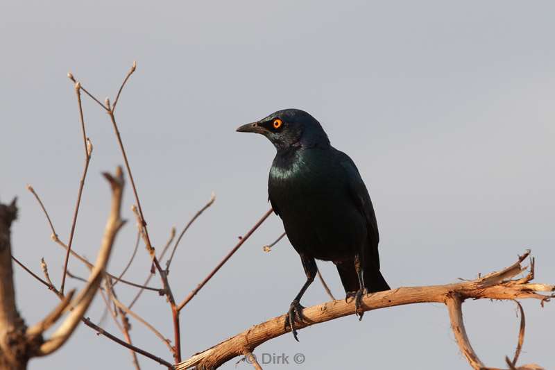 vorkstaart drongo kruger national park zuid-afrika