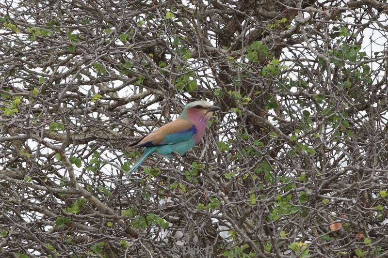 vorstaart scharrelaar kruger national park zuid-afrika