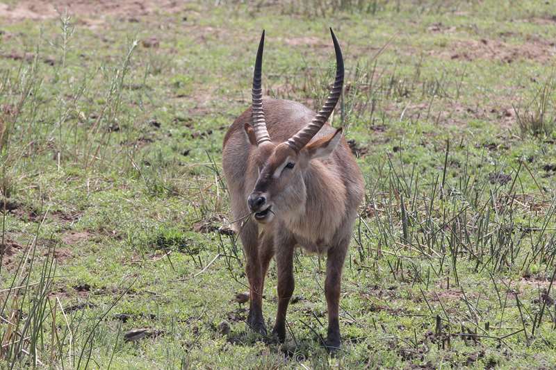 waterbok kruger national park zuid-afrika