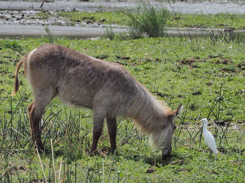 waterbuck kruger national park south africa