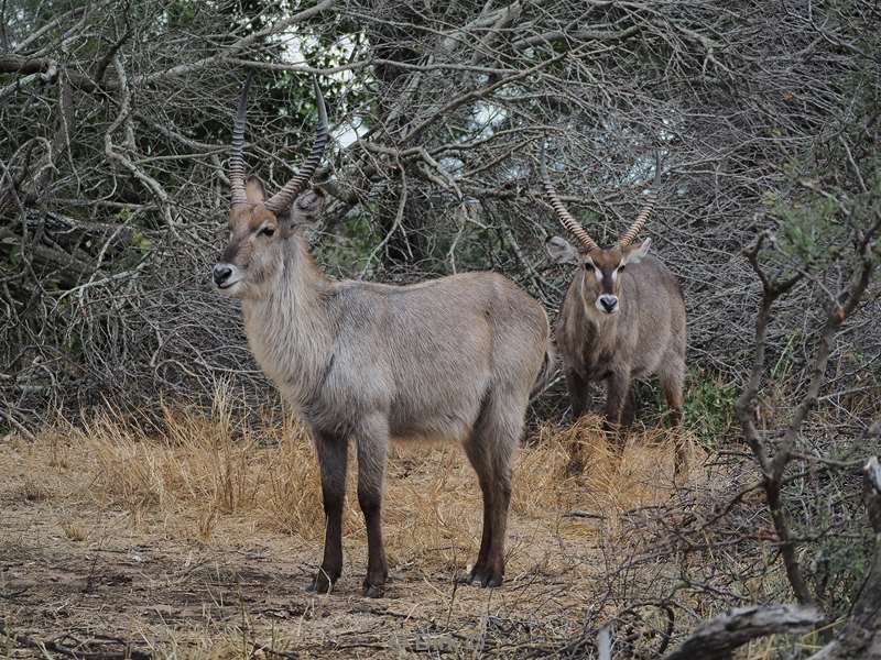 waterbok kruger national park zuid-afrika