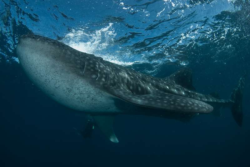 whale shark