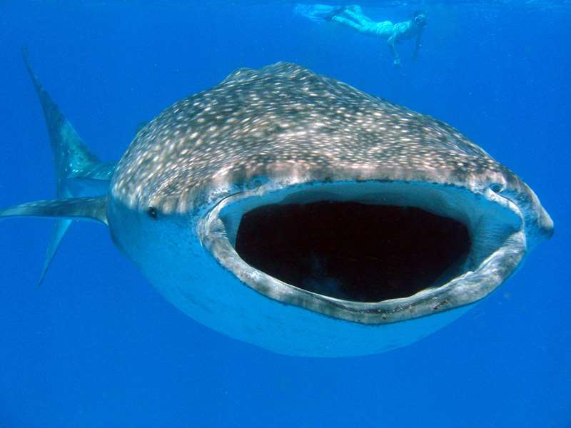 whale shark