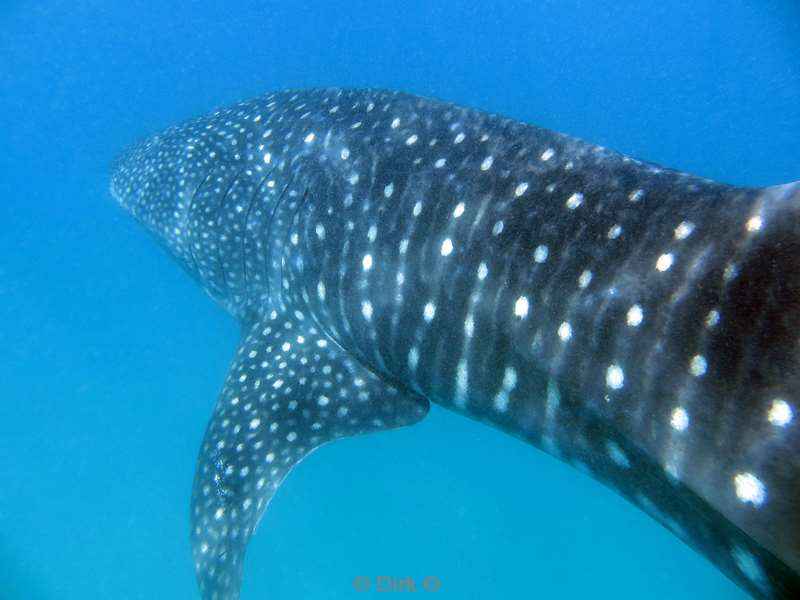 whale shark