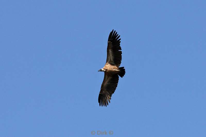 white back vulture kruger national park south africa