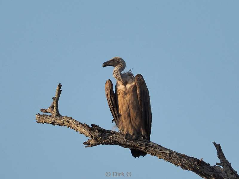 witruggier kruger national park zuid-afrika